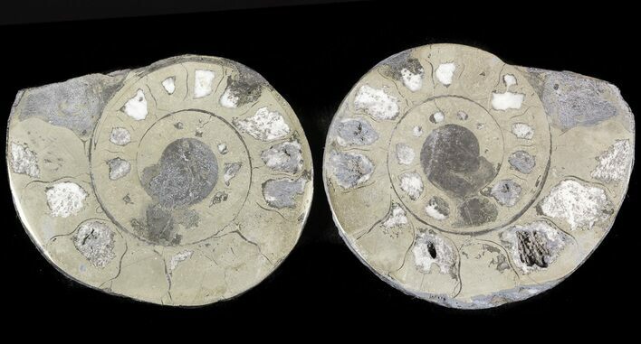 Pyritized Ammonite Fossil Pair #48066